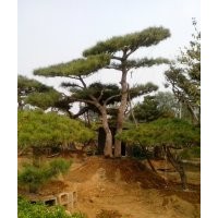 造型松；平頂松
