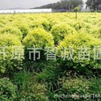 金葉榆球