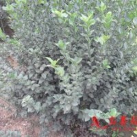 膠東衛(wèi)矛球