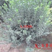 衛(wèi)矛球