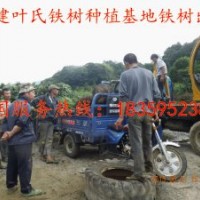 供應(yīng)福建泉州鐵樹 福建泉州鐵樹供應(yīng) 泉州鐵樹價格 莆田鐵樹批發(fā)