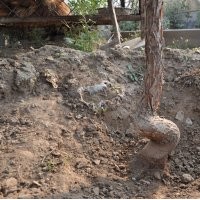 流蘇、文冠果、桂花、臭椿、雪蘿、玉蘭樹