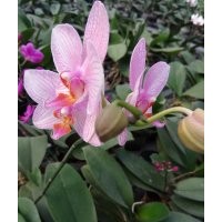 浙江溫州批發(fā)出售蝴蝶蘭，鮮艷高品質(zhì)蝴蝶蘭花出售銷售，種植基地