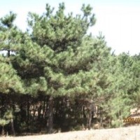 現(xiàn)有大量胸徑6-18公分油松出售 證件齊全