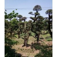 造型紅繼木樁景，造型小葉女貞，造型楊梅樹(shù)，造型榆樹(shù)，欏木石楠