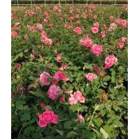供應多年生大花月季、豐花月季、地被月季