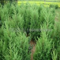 江蘇地區(qū)***的檜柏球種植基地在哪里？