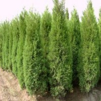 基地大量250公分高的蜀檜_36元