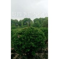 大葉黃楊球