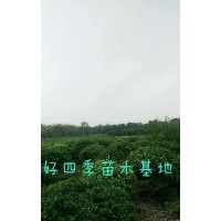 海桐