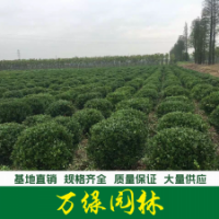 大葉黃楊球