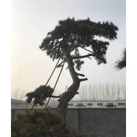 造型松
