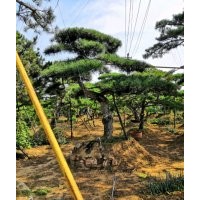 長期供應(yīng)各種規(guī)格造型松