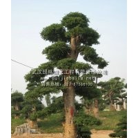對節(jié)白蠟大樹 對節(jié)白蠟價格