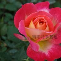 供應(yīng)大花月季南陽月季基地
