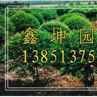 火棘球價(jià)格 ,火棘價(jià)格,火棘