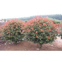 紅葉石楠樹(shù)，紅葉石楠球，紅葉石楠小苗銷售
