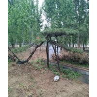 大量出售造型松樹(shù)10到60公分