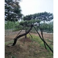 大量出售造型松樹(shù)10到60公分