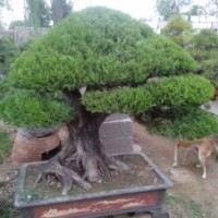 低價轉(zhuǎn)讓大師級盆景精品500棵；松柏類；雜木類
