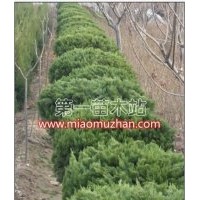 現(xiàn)有獨干龍柏球高度六十厘米冠幅一米二以上均為實球