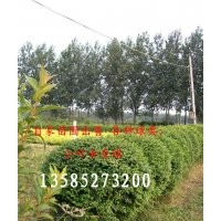 自家苗圃出售各種球類；金葉女貞球、小葉女貞球、紅葉石楠球