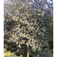 獨桿石楠球、櫻花大量出售
