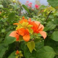 四川溫江三角梅種植基地