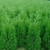 河南蜀檜