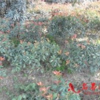 紅葉石楠球