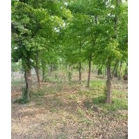 公園用樹（三角楓、樸樹、榔榆、皂角、共74棵大樹）