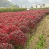 供應(yīng)紅繼木球
