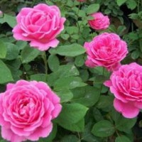 豐花月季、大花月季、紅帽月季、藤本月季、香型月季