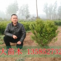 50冠幅瓜子黃楊球價格報價/小葉黃楊球價格比較