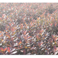 紅葉石楠小毛球
