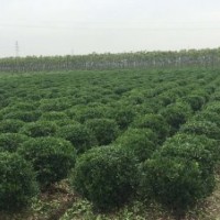 供應大葉黃楊 大葉黃楊球