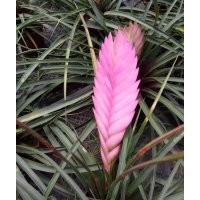 浙江溫州批發(fā)鐵蘭紫花鳳梨，高品質(zhì)鐵蘭花鴻運當(dāng)頭出售，種植基地