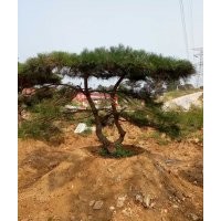 造型油松