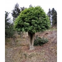 湖南30公分造型赤楠價格 15公分藍莓樹樁價格 楊梅樹球造型價格