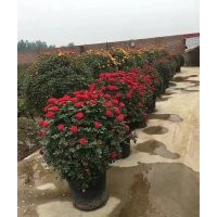 月季花球,月季墻,月季花瓶,造型月季，藤本月季批發(fā)