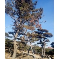 造型油松黑松