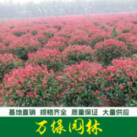 紅葉石楠球