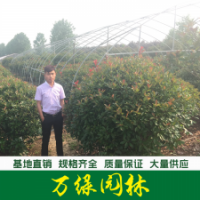 石楠球
