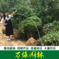 衛(wèi)矛球