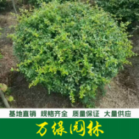 火棘球