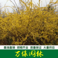 連翹球