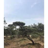 造型松