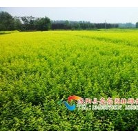供應金葉女貞，黃葉女貞，金葉女貞球，黃葉女貞球