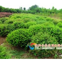 供應(yīng)枸骨，無(wú)刺枸骨，枸骨球，海桐球，火棘，火棘球