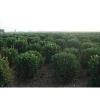 大葉黃楊球